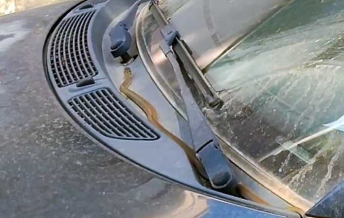 Nezvani gost snimljen na automobilu u centru Trebinja (VIDEO)