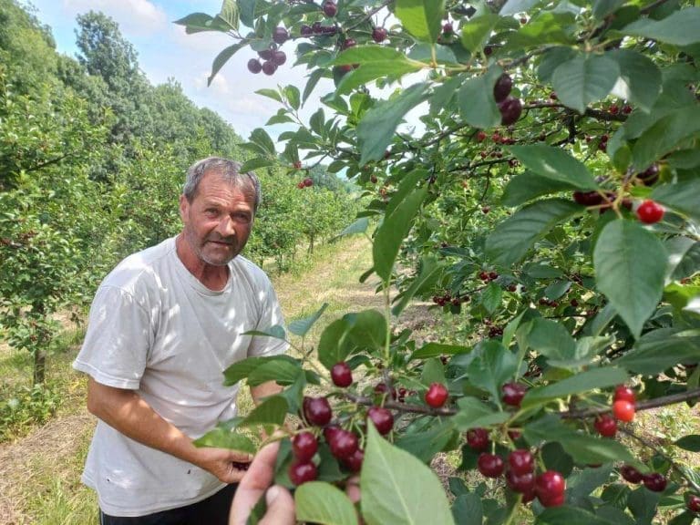 Enes godišnje proda šest tona višnje na domaćem tržištu