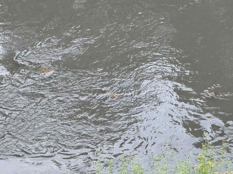 Užasan prizor! U Miljacku ispuštena otrovna voda, plutaju uginule patke: Evo šta kaže inspekcija