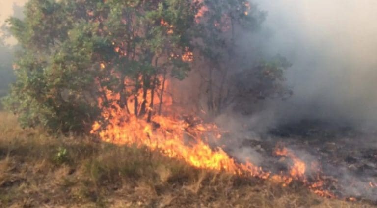 Katastrofa na Zelengori: Vatra guta šume, a mi nemamo ni zakone, ni avion za gašenje požara!
