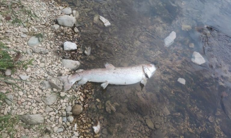 Blago nam nestaje pred nosom: Pomor Mladice u Vrbasu prolazi nezapaženo