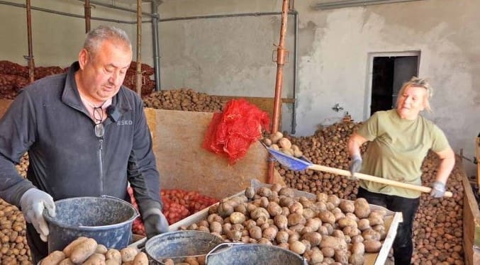 Vratili se iz Norveške i postali zvijezde Glamoča: 45 tona krompira s 14 duluma!