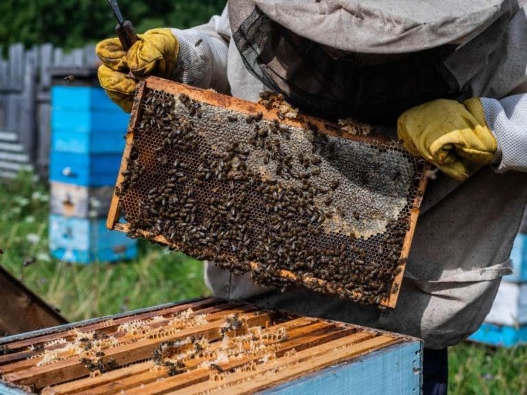 Samo je jedan način: Evo kako da znate da li je med lažan