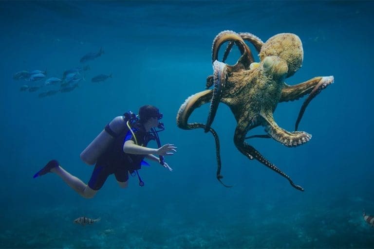 Hobotnice će ovladati Zemljom, ako ljudi nestanu