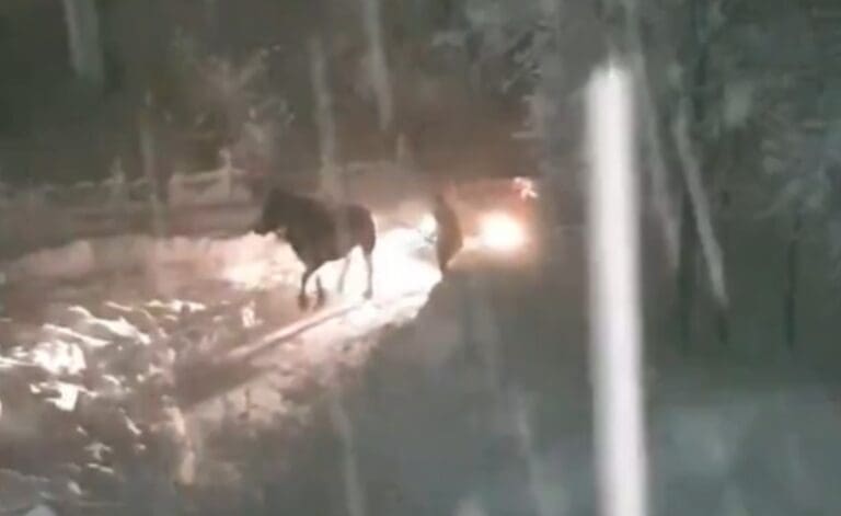 Kada mašine zakažu: Mještani uz pomoć konja izvlačili zaglavljene (VIDEO)