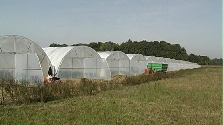 Fiskalna kasa ili propast sela: poljoprivrednici na ivici opstanka!