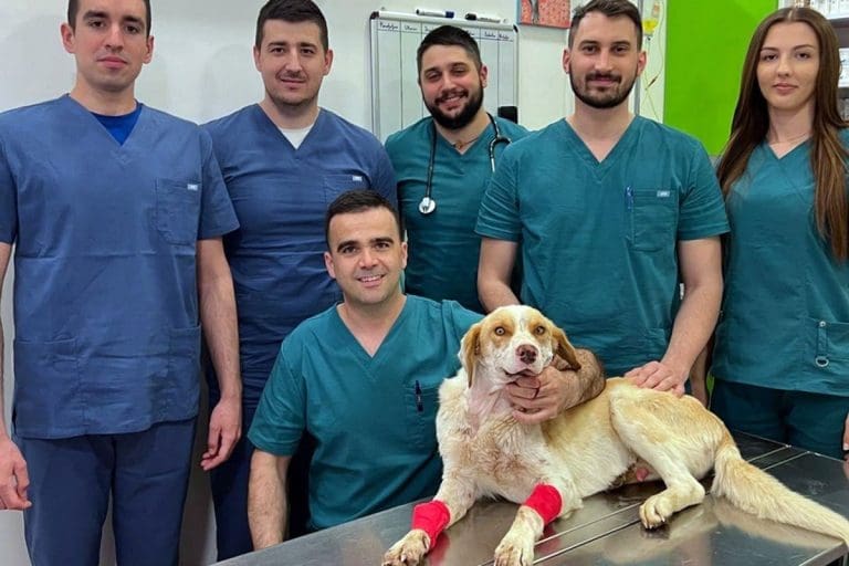 Operisan ranjeni pas Umut, Herkul mu dao krv