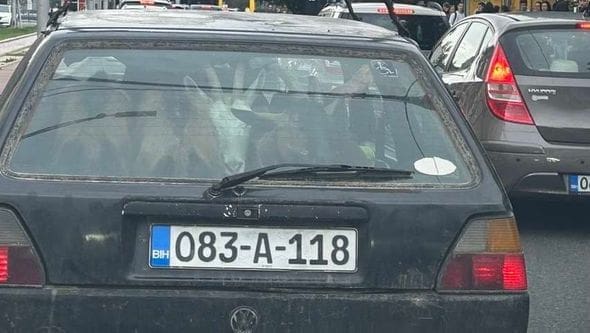 Nesvakidašnji prizor u Sarajevu: Četiri koze snimljene u golfu VIDEO