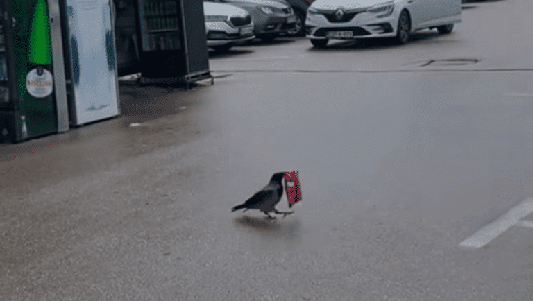 Urnebesan snimak iz Sarajeva: Ajd ti šefu objasni da je to bila vrana (VIDEO)