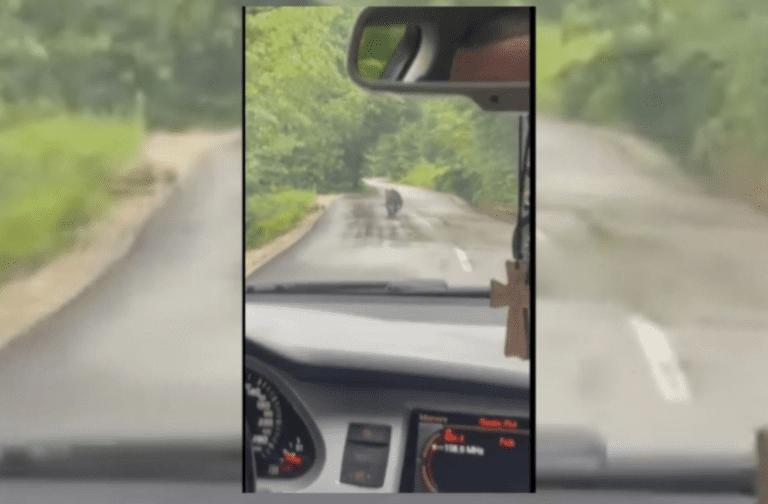 Vozači na putu Banjaluka–Doboj naišli na medvjeda — u kratkoj trci medo je vodio… VIDEO