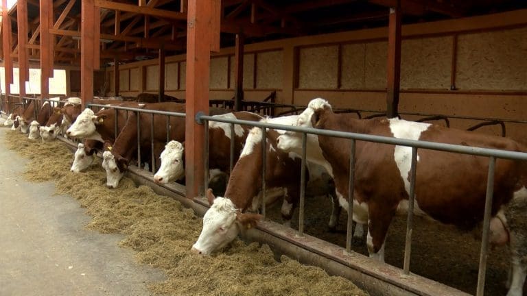Zaraza se širi Hrvatskom: Više od polovine testiranih uzoraka pozitivno na antraks