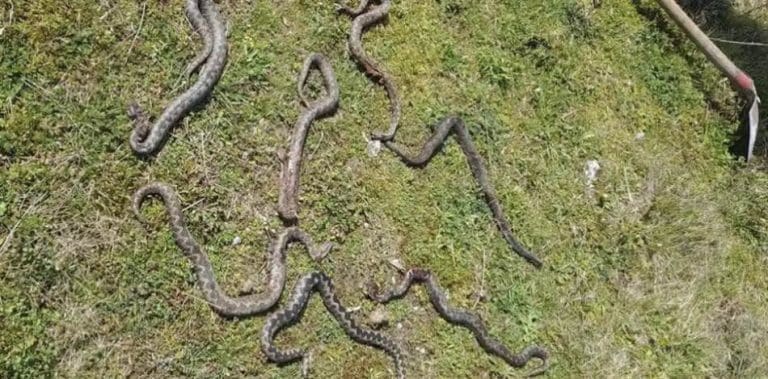 Užas u banjalučkom naselju: Slagao drva pa pronašao sedam poskoka