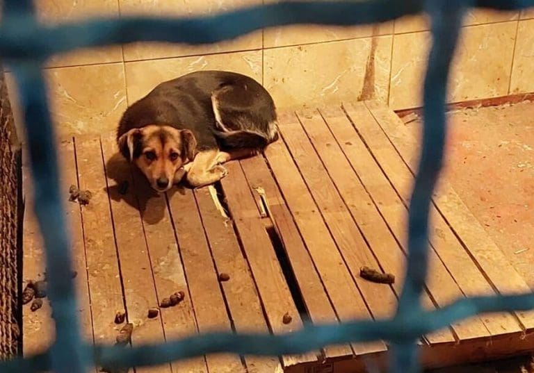 Gradska uprava tek sad traži dva radnika; Zbog nebrige o psima prijeti ozbiljan zdravstveni rizik
