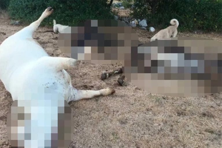 Misteriozni pomor stoke u Hrvatskoj: Za deset dana ostao bez 11 krava