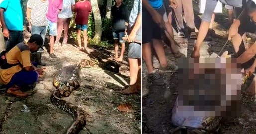 Piton od skoro 9 metara progutao farmera