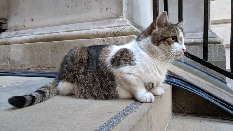 Larry obilježava 15 godina kao glavni politički mačak Velike Britanije