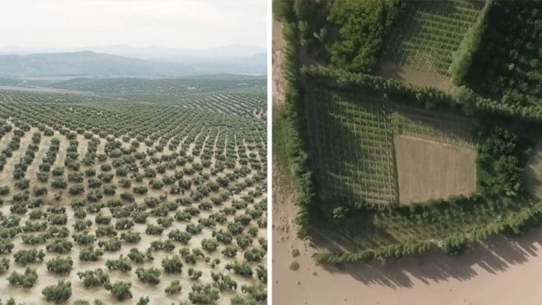 Nevjerovatna priča o pustinji pretvorenoj u zeleni raj