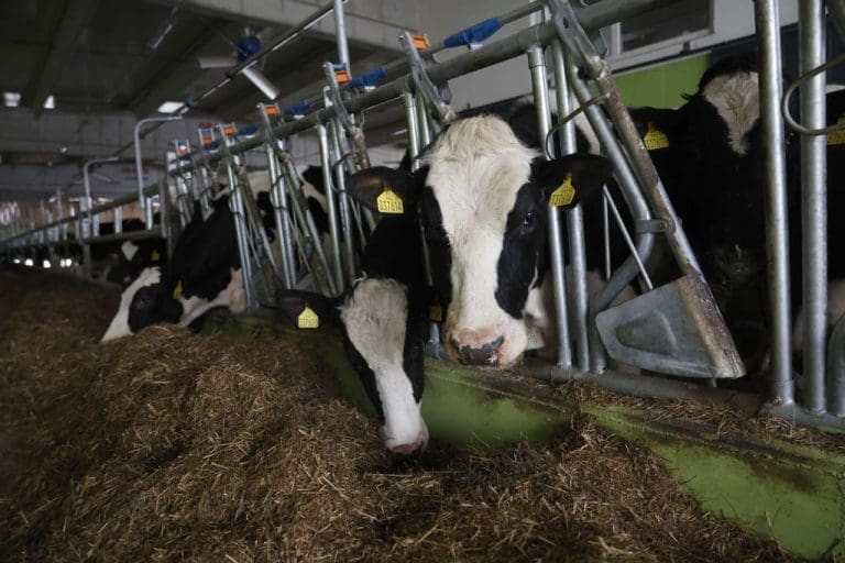 Poljoprivrednici upozoravaju: Blokade granica ugrožavaju mliječnu industriju