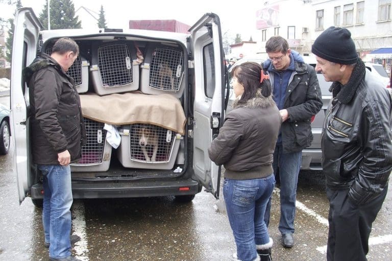 Hiljade pasa lutalica iz BiH izvezeno u Njemačku