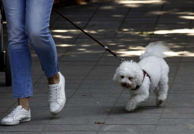 Nova pravila za kućne ljubimce koji putuju u EU