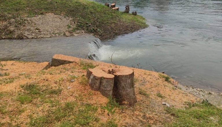 Sječa stabala uz Vrbas pod lupom: Traže se odgovori Grada i hitna reakcija inspekcije