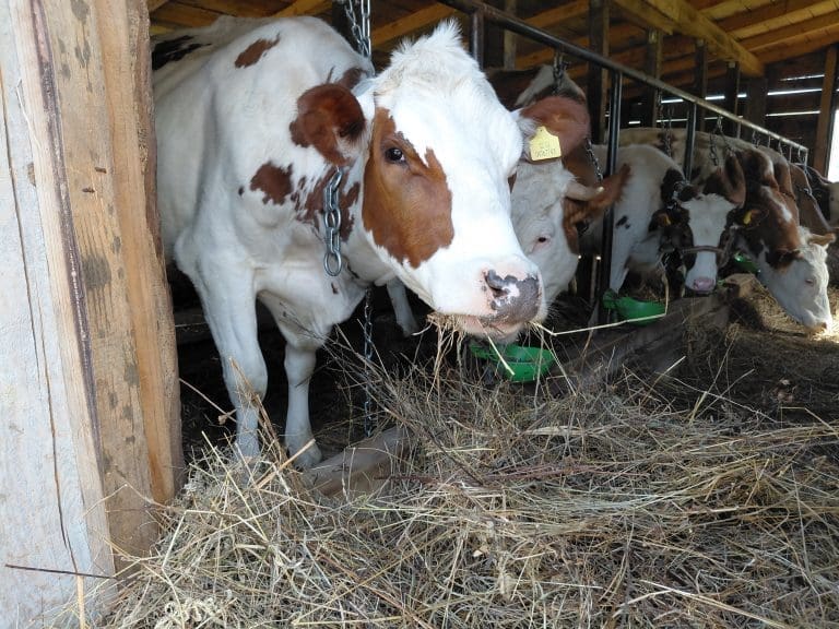 Obustava otkupa mlijeka u RS! Mljekari pred kolapsom, prijeti gašenje farmi i rast cijena